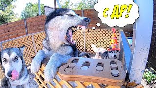 УРА! День Рождения хаски Рокки / скрытая камера и распакова подарков УРА! День Рождения хаски Рокки / скрытая камера и распакова подарков