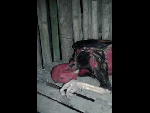 Video Gà bị trúng gió - youtube