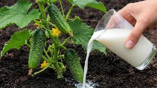 Just One Simple Homemade Mix for Cucumbers – Yellow Leaves Recover Fast and Fruits Grow Bigger!