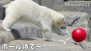 Polar Bear Cub chasing the ball ボール待て〜追いかけるこぐま
