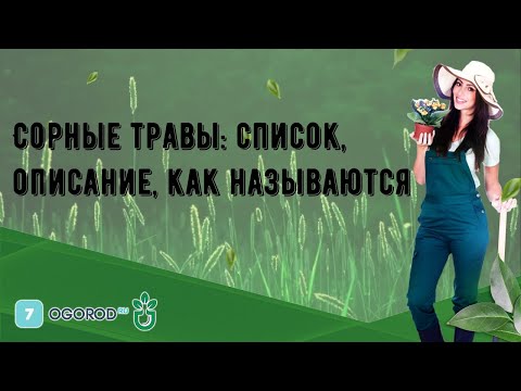 Сорные травы: список, описание, как называются