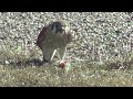 A Young Baby Red-Tailed Hawk or American Kestrel Finds A Free Meal