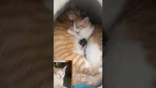 kasihan dedex nya tu ?? kumpulan video kucing lucu #kucinganggoralucudanimut #kucinglucu