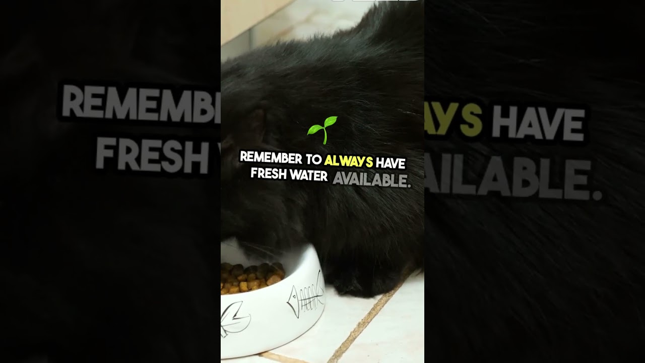 Ultimate Guide  Feeding Your Cat Right  