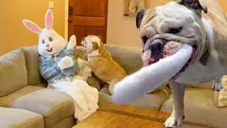 My Cute Dog Attacks The Easter Bunny Lola The Bulldog