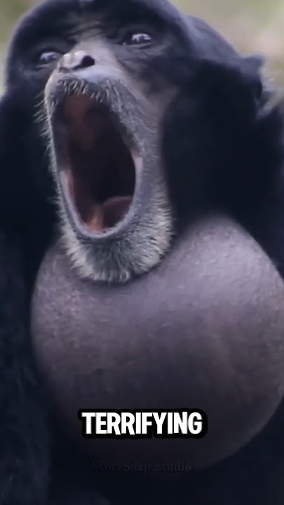 Top 5 Terrifying Monkey Sounds In The World😲
