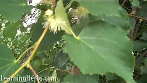 Linden Tree, How to Harvest and Care For Tilia