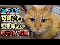 飼い主を母親だと思ってる猫しか見せない行動