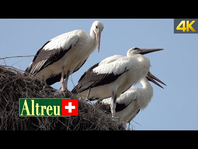 Visiting the Stork Colony in Altreu Switzerland
