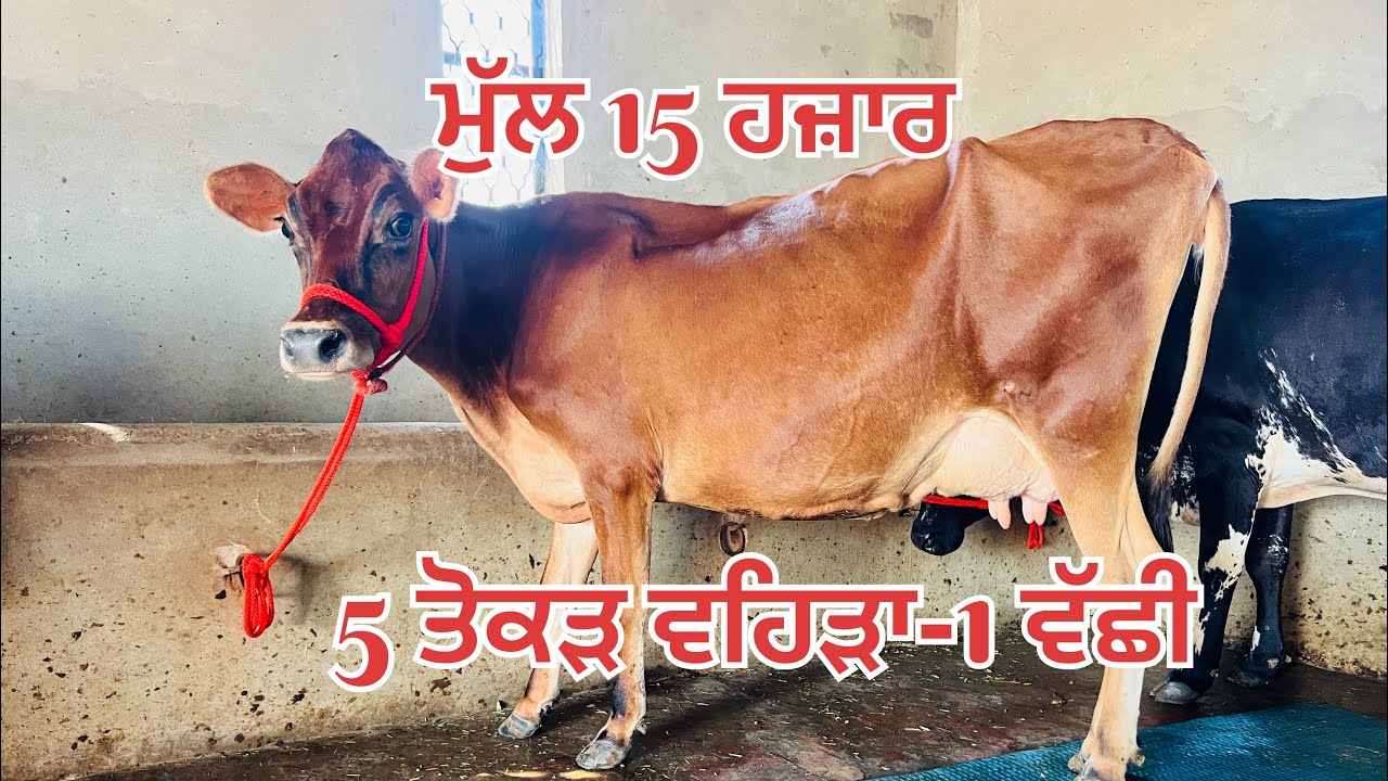 ਮੁੱਲ 15 ਹਜ਼ਾਰ 🔥1 ਵੱਛੀ 🔥4 ਤੋਕੜ ਵਹਿੜਾ 🔥1 ਗੱਬਣ ਵਹਿੜ ਵਿਕਾਉ-5 cow- heifers for sale #brardairyfarmmoga 
