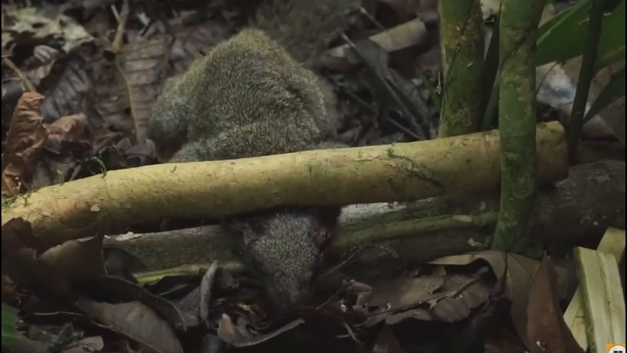 Make a Squirrel Trap In The Forest, Primitive technology - Survival Challenge