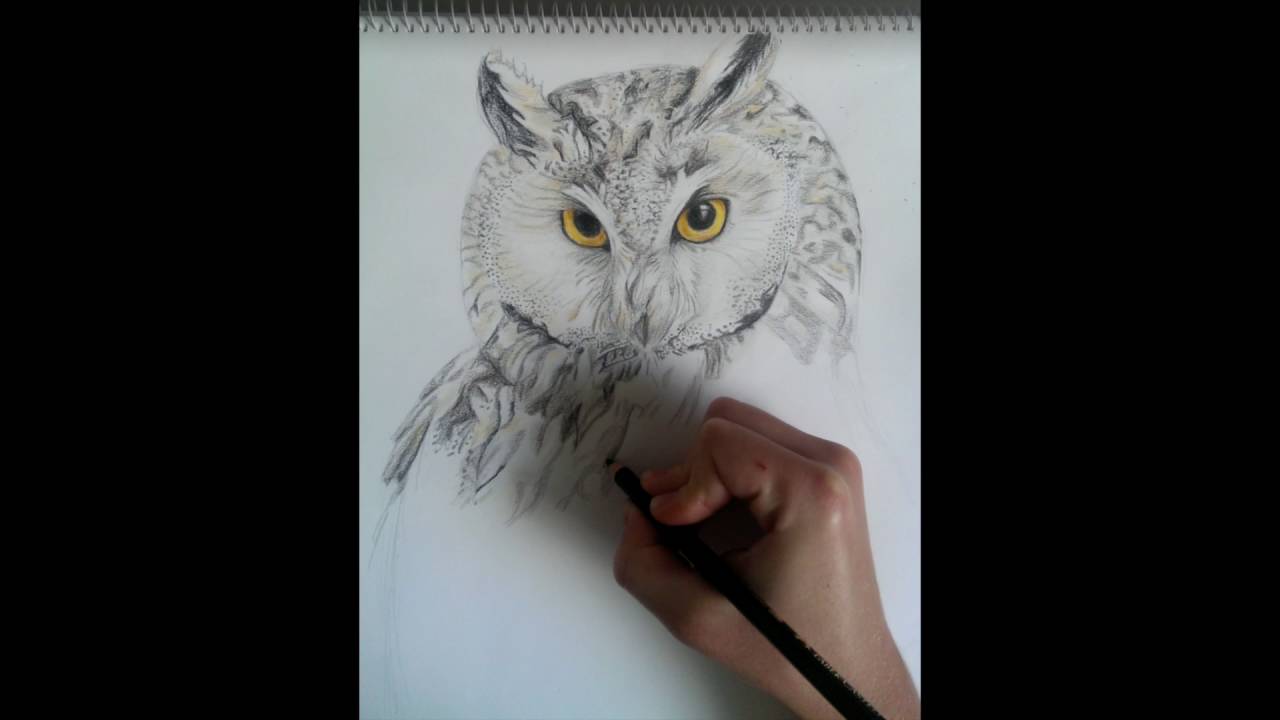 Speed Drawing of a Long-Eared Owl 