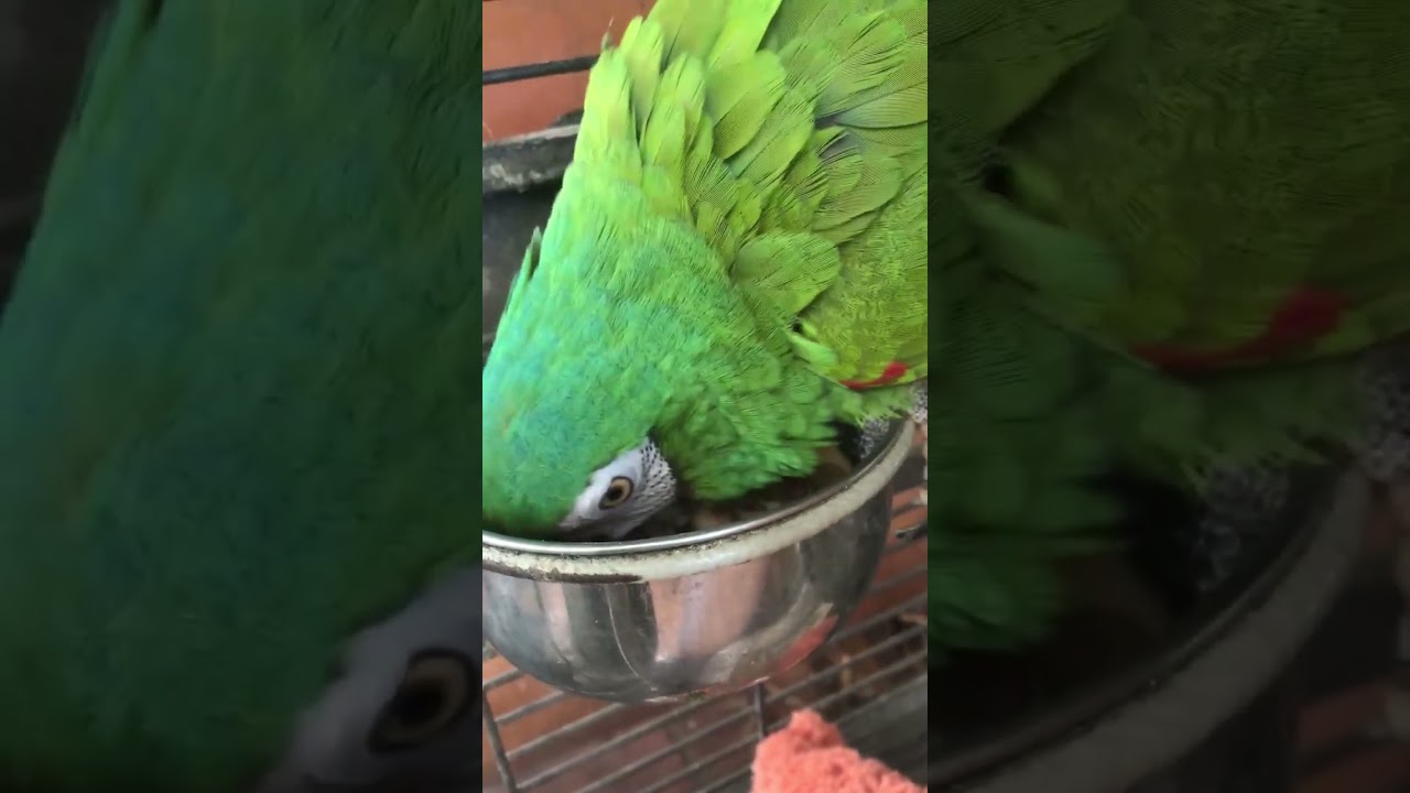 Petting & Regurgitating