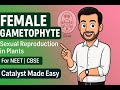 Female Gametophyte | Class 12 Biology | NEET  | Sexual Reproduction in  Plants | Sanjay Mishra
