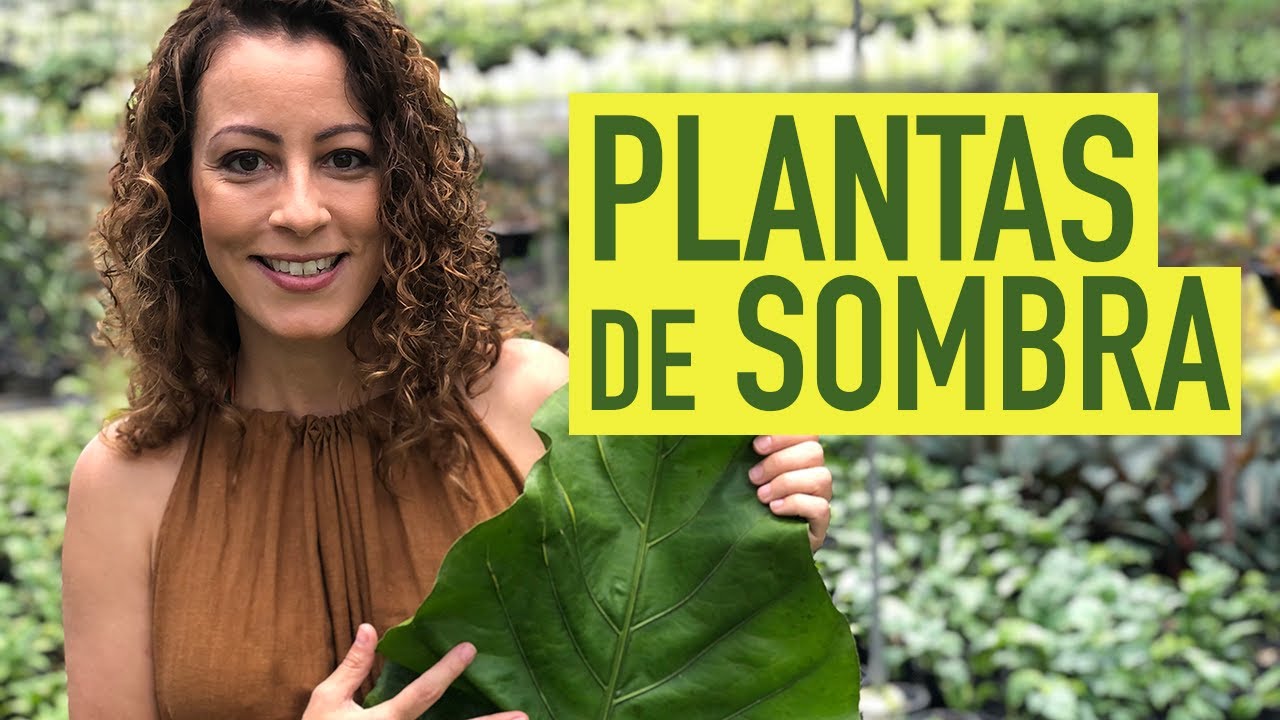 24 plantas que se desenvolvem bem dentro de casa, Paisagismo