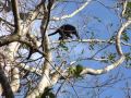 Monos aulladores (Alouatta pigra) en el noreste de Yucatán