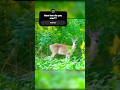 ALERT WHITETAIL: Hold Lower Than You Think #shorts