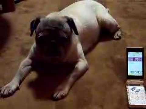 ドワンゴ Jp犬にしか聞こえない着信音実験 Docomo Youtube