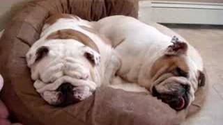 Two Snoring Bulldogs  Star and Petunia