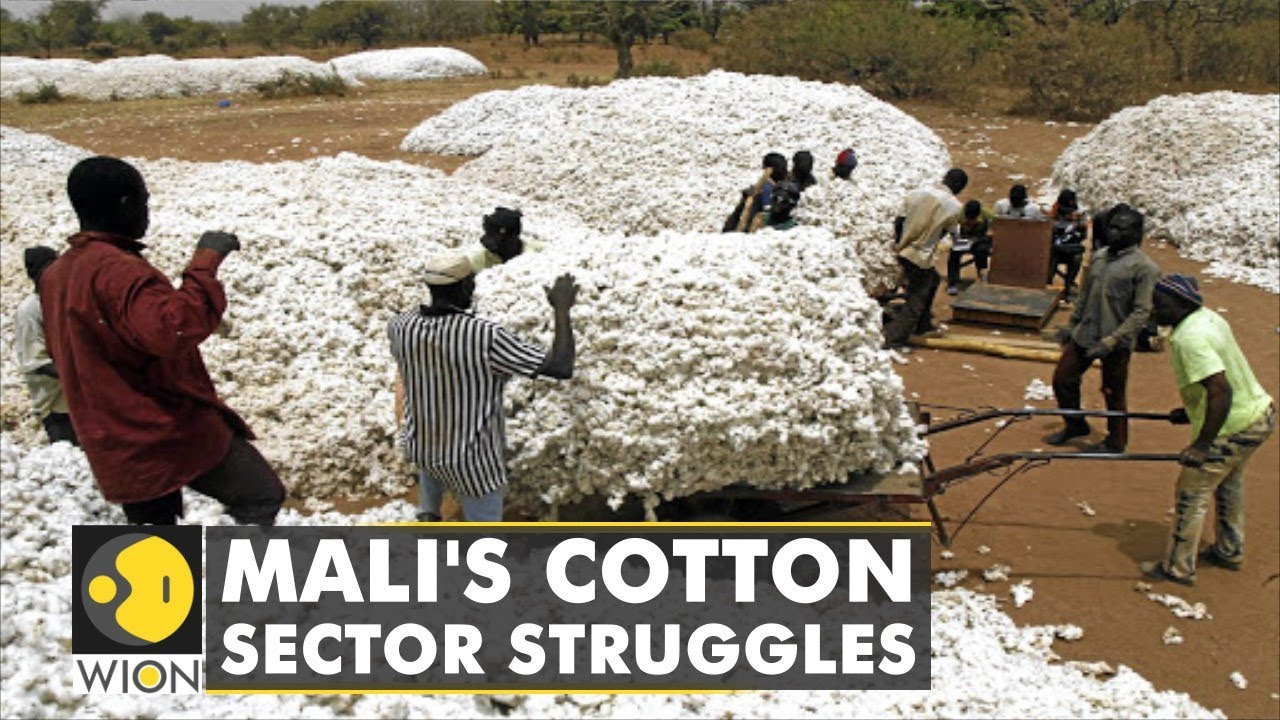 Mali's cotton sector struggles Thousands of cotton farmers facing