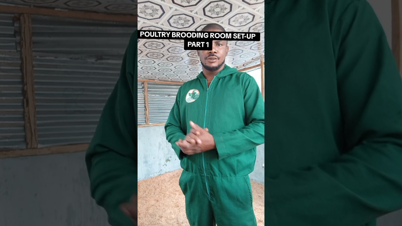 How to Setup aPoultry Brooding Room 