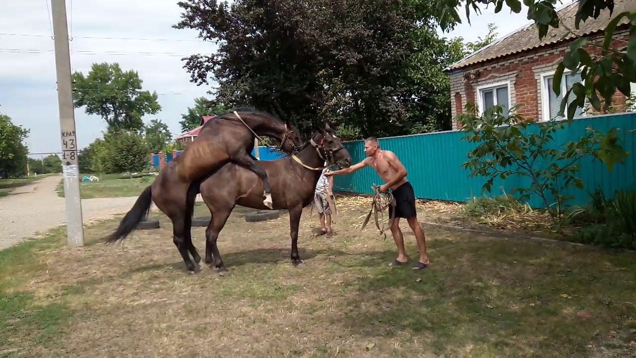 Две кобылки в юбках попадаются на объектив камеры