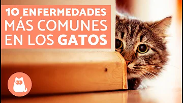 ¿Cuáles son los gatos que se enferman menos?