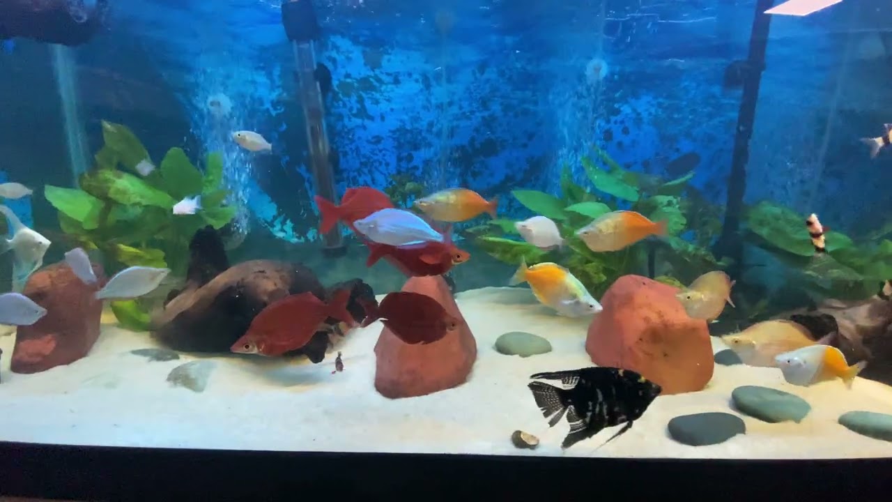 Freshwater community tank w/ rainbows (4kinds), clown loach, angels, gourmamis, and albino corycats.