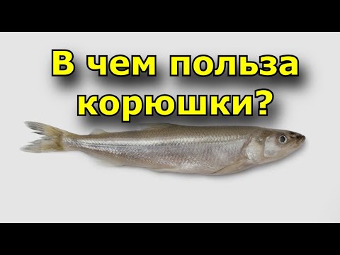 Состав корюшки - Чем полезна корюшка? Можно ли кушать корюшку