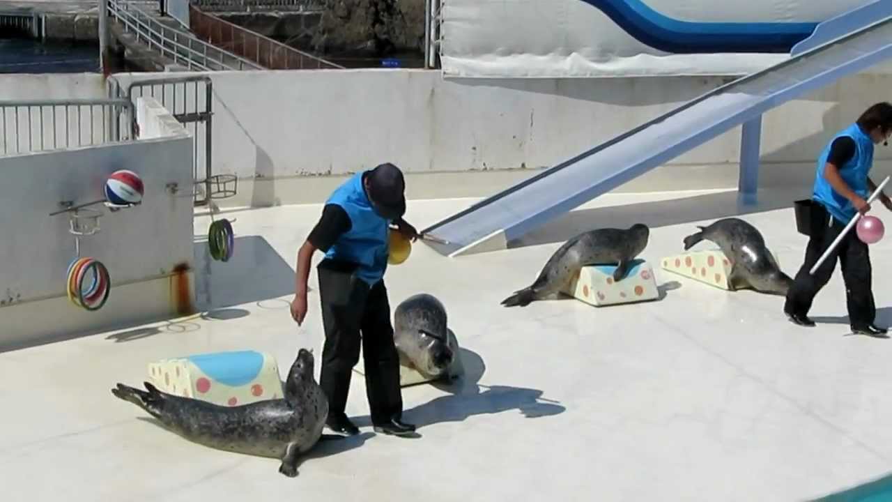おたる水族館アザラシショー Youtube