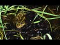 view Skin &amp; Bones - Animal Life: South American Bullfrog digital asset number 1