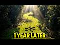 They Set 4 Bison Loose In An English Forest… A Year Later The Transformation Was Extraordinary