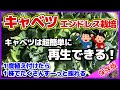 【完全ガイド】超簡単なキャベツの再生栽培(エンドレス栽培)のやり方/収穫後そのまま何度も再生させて採る/無限キャベツ/How to regrow cabbage/Endless cultivation