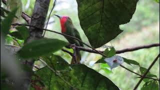 Nyanyian Burung Cirik-Cirik Kumbang Nyctyornis amictus