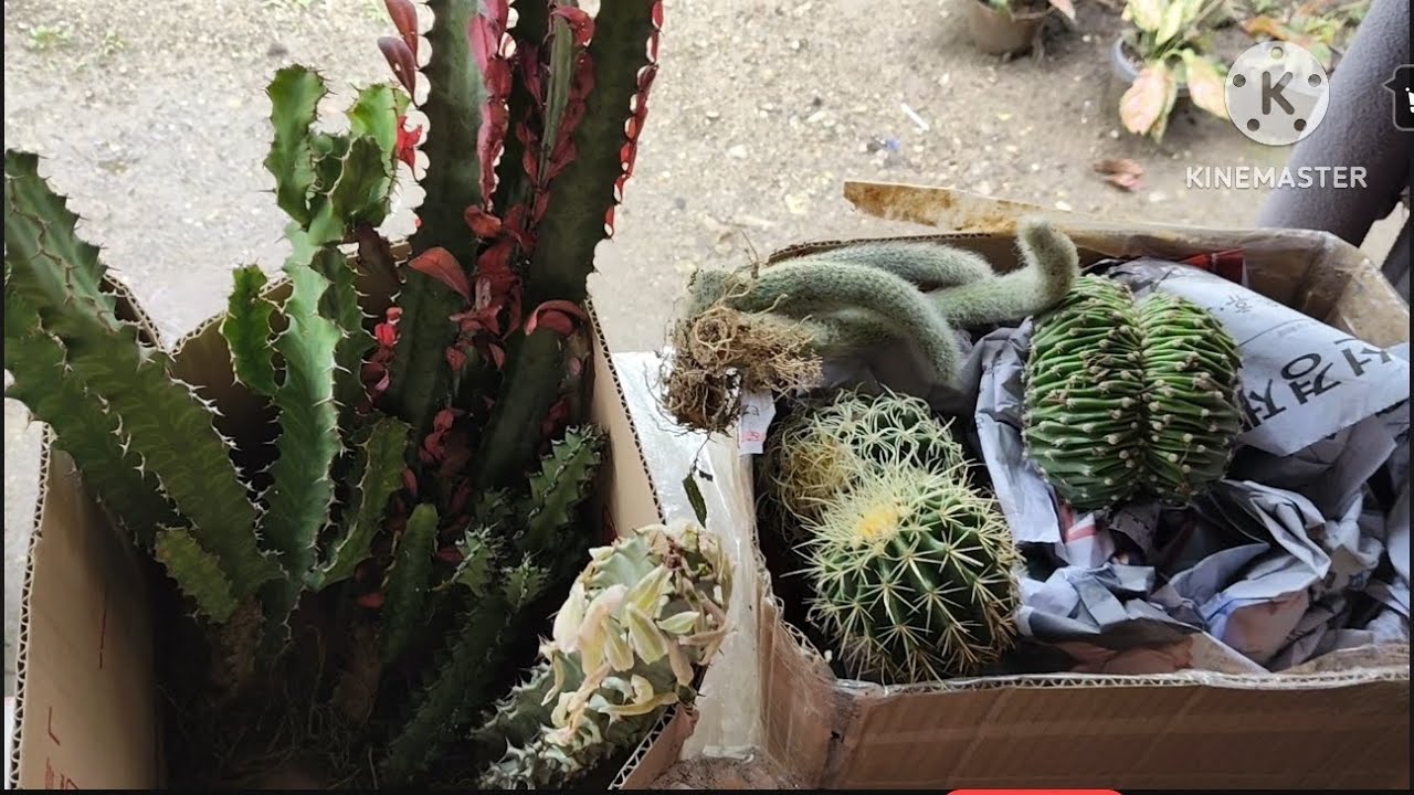 May kunting addiction tayo sa mga plants nato😅