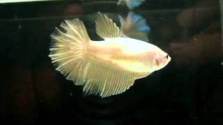 { Sold out } Betta Splendens : (0810-123) Super Gold HM STF.mp4