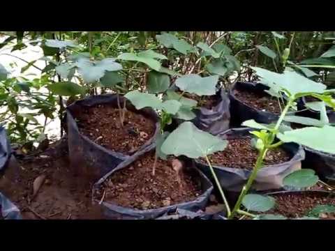 Video: Teman Untuk Okra: Apakah Tumbuhan Yang Tumbuh Tumbuh Dengan Okra Di Taman
