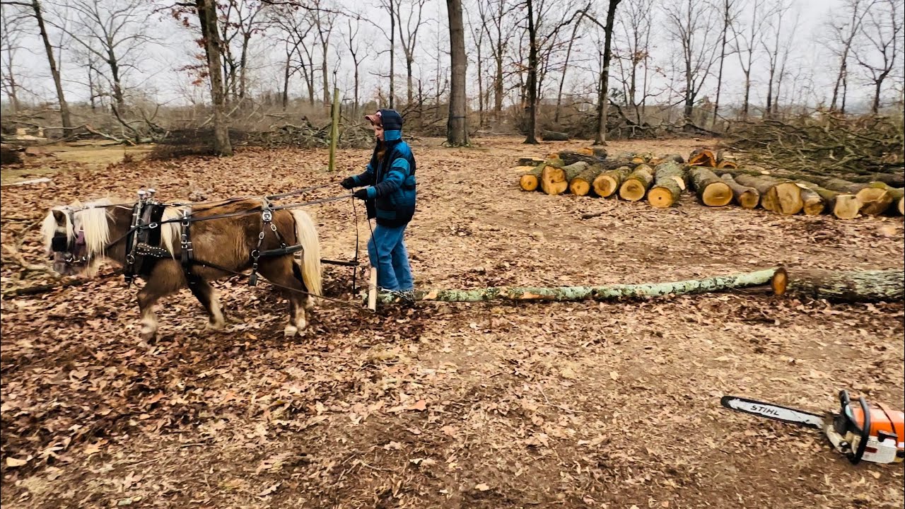 Can a mini horse be useful on a homestead? 