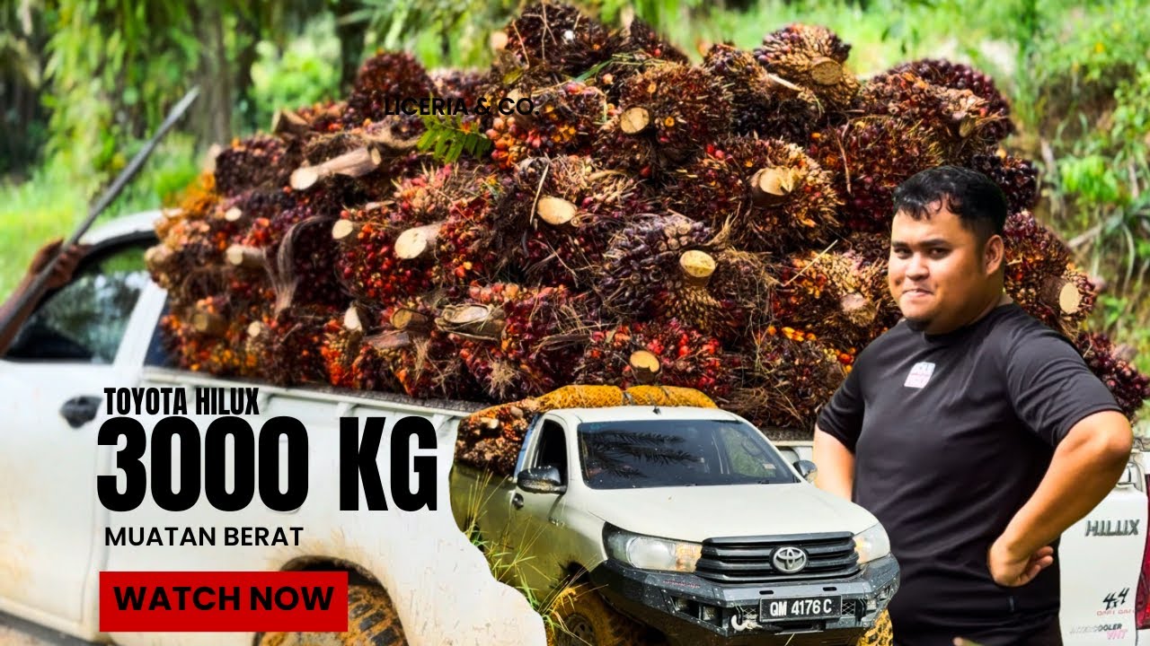 Toyota HILUX membawa hampir 3 tan buah KELAPA SAWIT | HARGA KELAPA SAWIT MENINGKAT | JALAN extreme