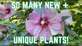 August 2023 Garden Tour!  So Many Changes! | Joshua's Garden