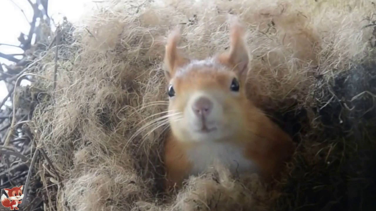 маленькие бельчата - YouTube