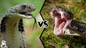 King Cobra vs Rattlesnake -  Who Would Win a Fierce Fight?