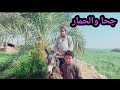 جحا والحمار