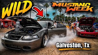 MUSTANG WEEK GALVESTON, TX 2026 🔥 (Full Tour & Wild Moments)