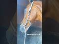 診察結果にビックリ。でも気づいてよかった #horse #kwpn #さっちゃん