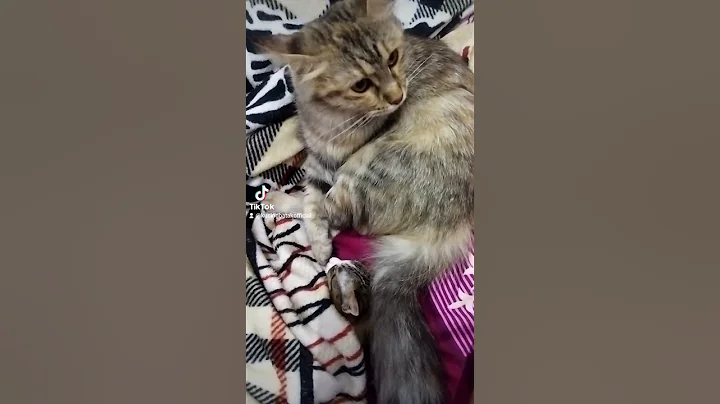 Watch the video about Molly and Milly kucing mainecoon mix