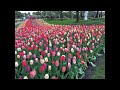 Visiting The most beautiful Tulips Garden, Keukenhof, Netherlands