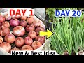 Never buy onions again  how to grow many onions from 1 onion bottom at home growing spring onion