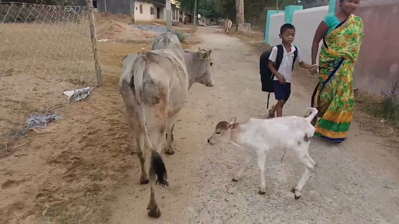 Cows Funny Video 😍 Cute And Funny Cow Baby Playing