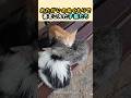おたがいのぬくもりで夜をこえた子猫たち